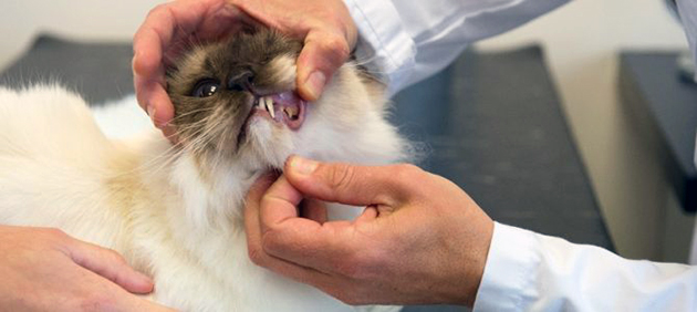 Когда у кошки есть явные проблемы с ротовой полостью лучше обратиться к ветеринару
