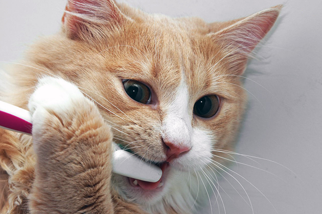 Чистка зубов кошки – советы и рекомендации