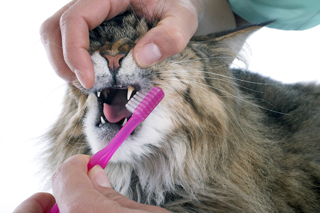 Для чистки зубов кошки, рекомендуется использовать зубную щетку с деликатной щетиной