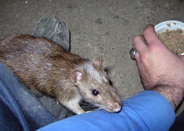 Отношение к крысам неоднозначное, для одних это угроза урожаю, для других домашнее животное