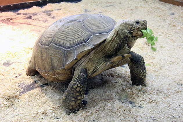 Шпороносная черепаха
