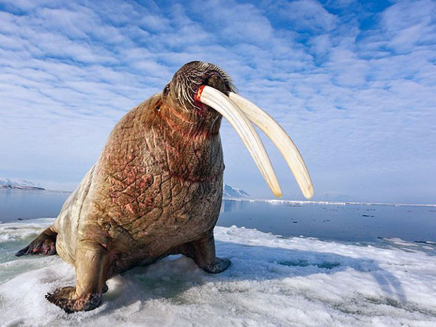 Основными природными врагами моржей принято считать косатак