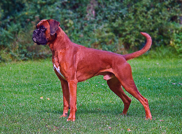 Боксер — собака квадратного формата, достаточно крепкого и мощного телосложения, с хорошо развитой мускулатурой