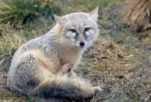 Корсаки животное фото