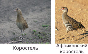 Коростель дергач фото