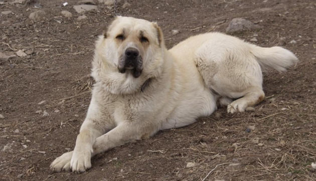 Породы собак - Гампр (армянский волкодав)