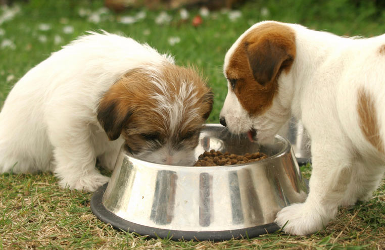 Сэкономив на приобретении корма, владелец собаки может впоследствии достаточно серьёзно потратиться на оплату услуг ветеринаров