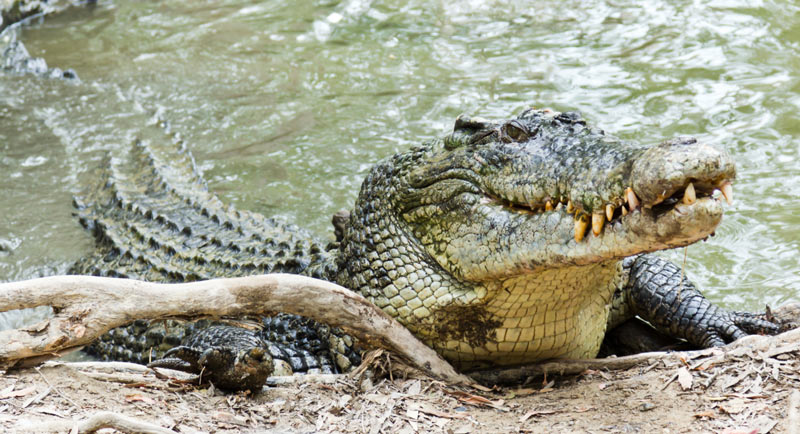 У взрослых гребнистых крокодилов, практически, отсутствуют естественные враги