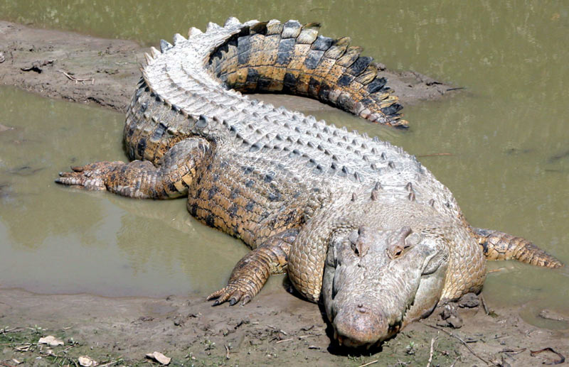 У взрослого гребнистого крокодила довольно широкое и приземистое туловище