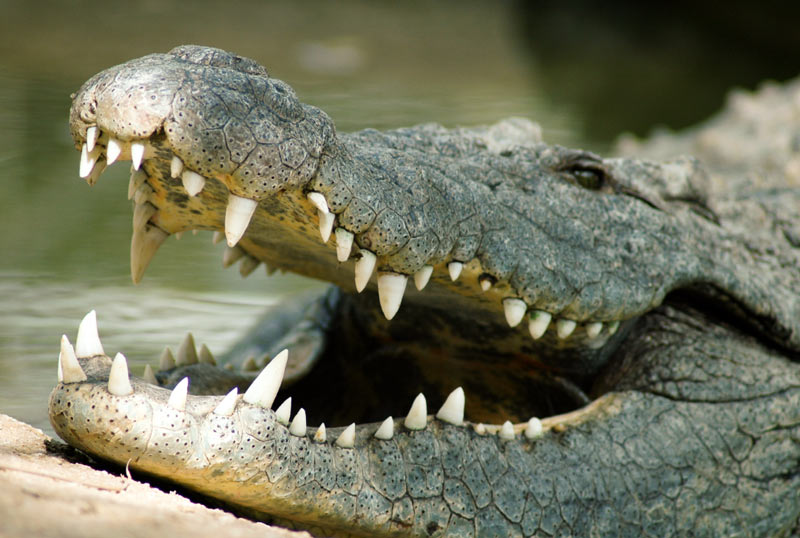 Гребнистый — это единственный евразийский крокодил, который может обитать как в пресной, так и в солёной воде
