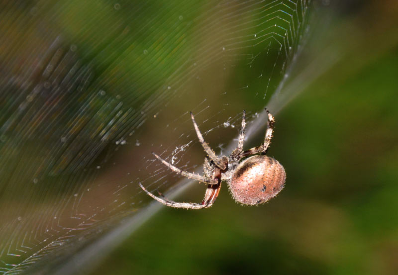 В период размножения самцы некоторых видов выделяют паутину, помеченную феромонами