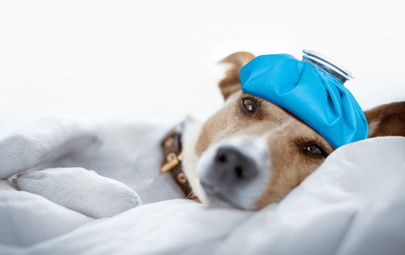 Температура у собаки - норма, как измерить, первая помощь