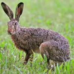 Заяц-русак (лат. Lepus europaeus)