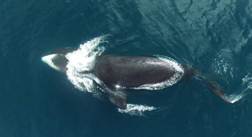 Из-за узкой пищевой специализации полярный кит не соперничает с прочими китами