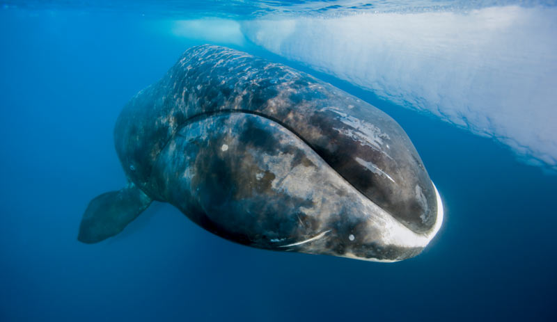 Гренландский кит, или полярный кит (лат. Balaena mysticetus)