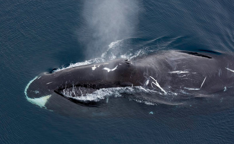 Рацион гренландского кита состоит из планктона