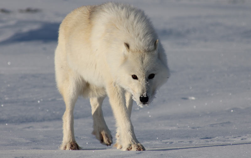 Полярный волк (лат. Canis lupus tundrarum)