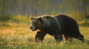 Все виды медведей в мире фото и название