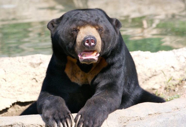 Все виды медведей в мире фото и название
