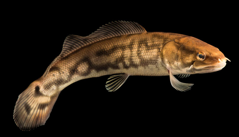 Животные Северной Америки: ильная рыба