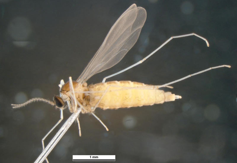 Животные Северной Америки: гессенская муха