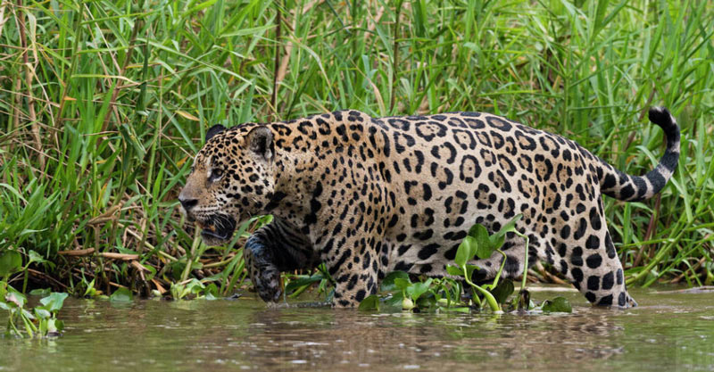Животные Южной Америки: ягуар