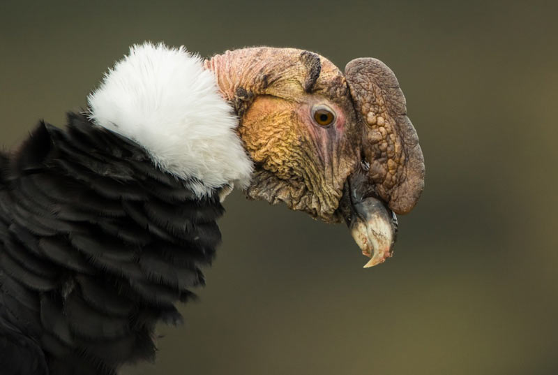 Животные Южной Америки: андский кондор