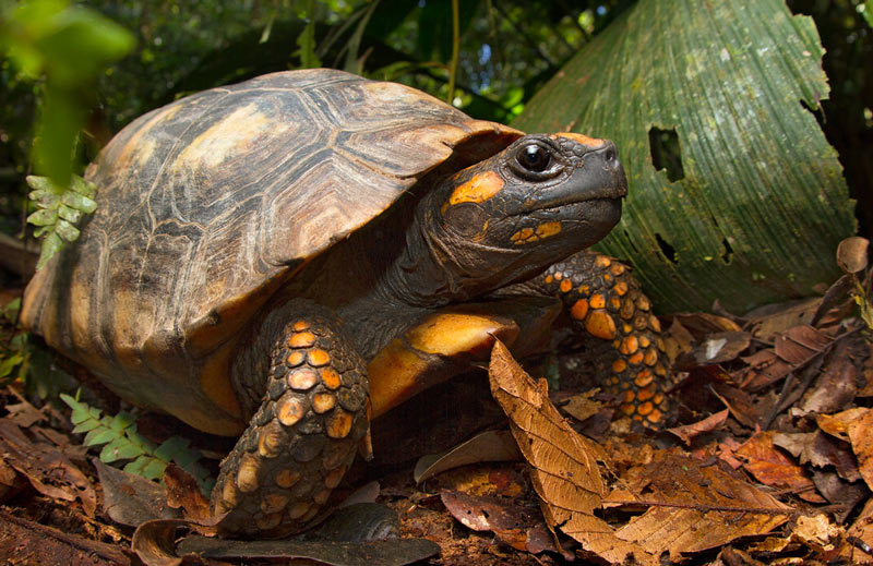 Животные Южной Америки: зубчатая черепаха