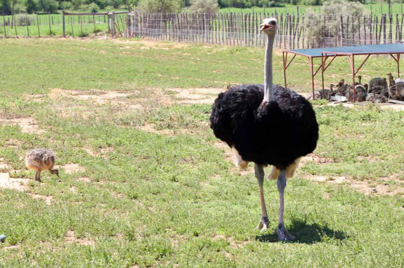 Лесные птицы: Африканский страус