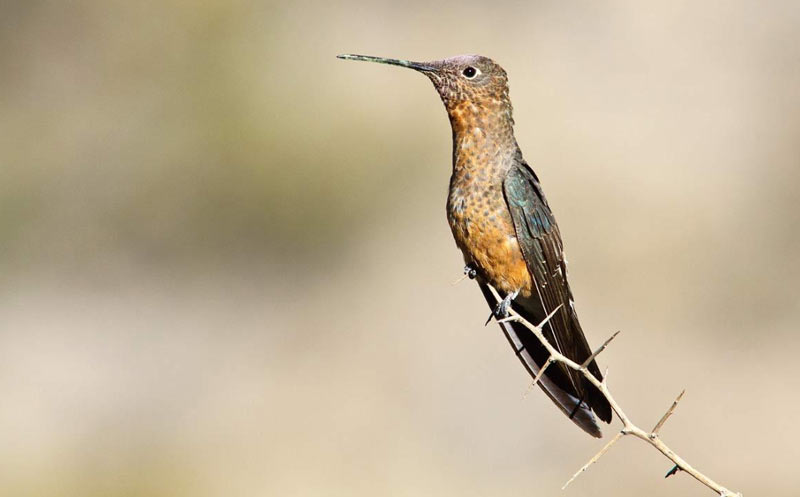 Лесные птицы: Исполинский колибри