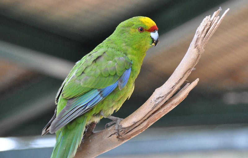 Виды попугаев: Какарик