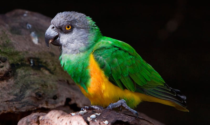 Виды попугаев: Сенегальский попугай