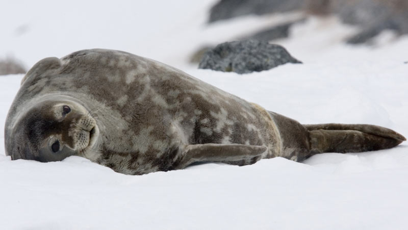 Животные севера: Тюлень Уэдделла