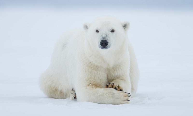Животные тундры: Белый медведь
