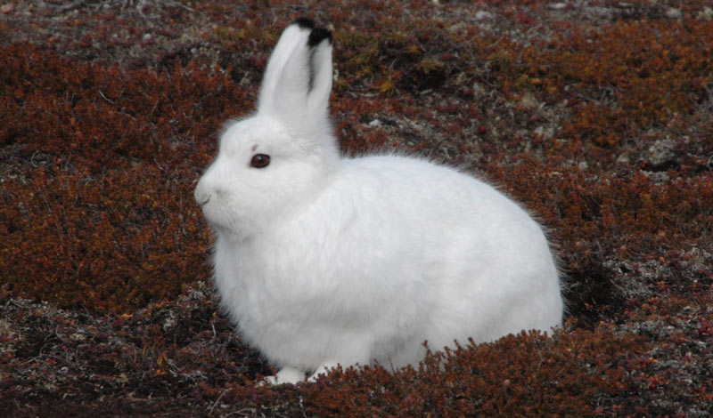 Животные тундры: Арктический заяц-беляк