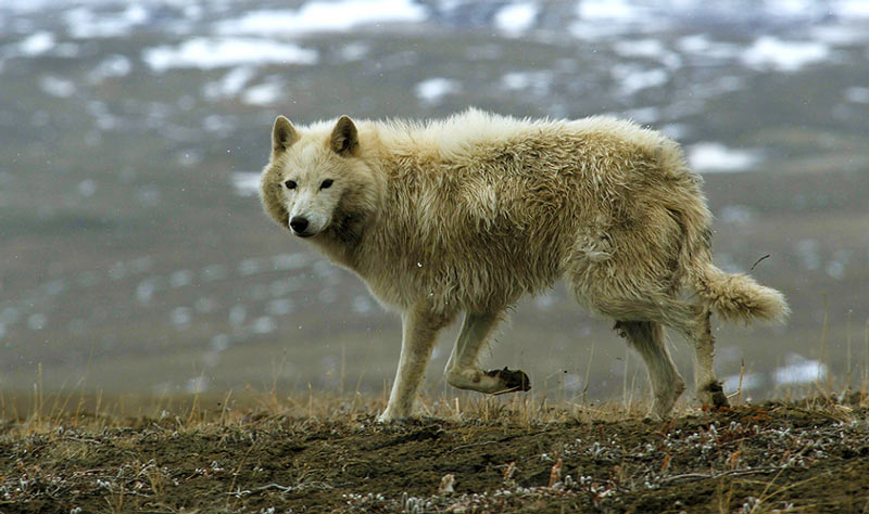 Животные тундры: Полярный волк
