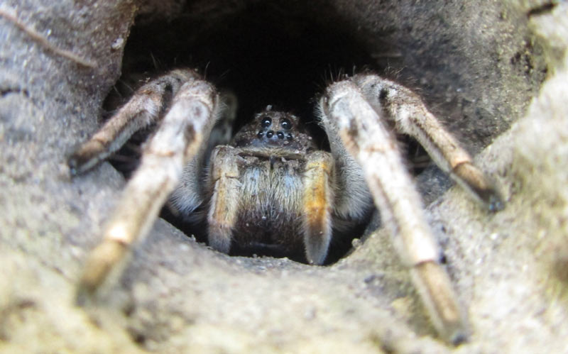 Животные краснодарского края: Южнорусский тарантул