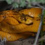 Змеи Африки: ядовитые и неядовитые
