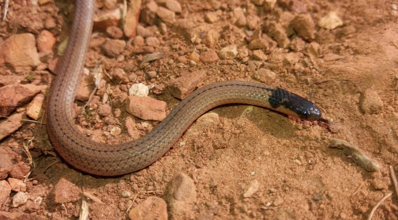 Змеи Африки: Капский многоножкоед (Aparallactus capensis)
