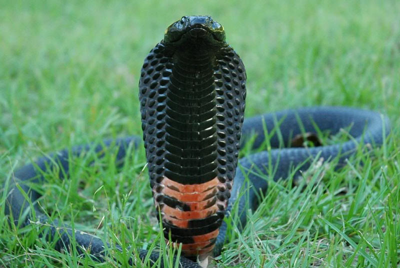 Змеи Африки: Черношеяя кобра (Naja nigricollis)