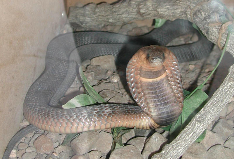 Змеи Африки: Египетский аспид (Naja haje)