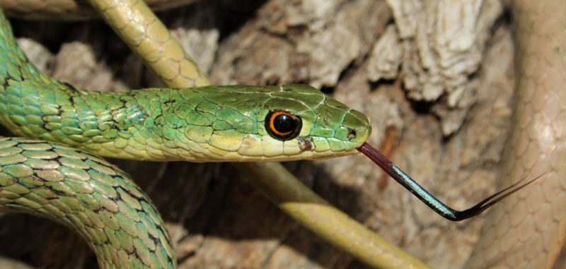 Змеи Африки: Кустарниковый зелёный уж (Philothamnus semivariegatus)