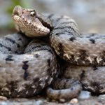 Змеи Кавказа: ядовитые и неядовитые