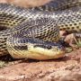 Змеи Краснодарского края: ядовитые и неядовитые