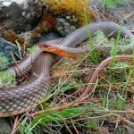 Змеи Крыма: ядовитые и неядовитые