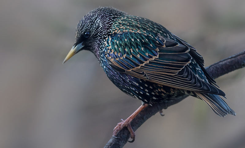 Певчие птицы: Обыкновенный скворец