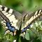 Бабочка махаон (лат. Papilio machaon)